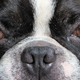 Illustration for article titled Shooting Challenge Pets Gallery 5
